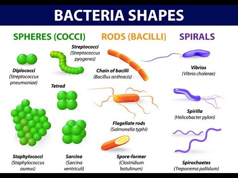 細菌の形態と形状の微生物学