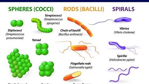 Microbiology of Bacterial Morphology & Shape