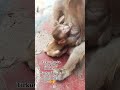#tirkut #phar #ka #pyara #baby #monkey #or #uske #maa #trending #shorts #video 🥰😘🐒❤️