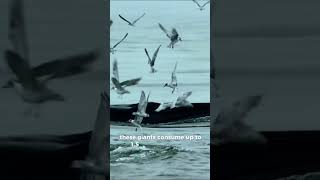 Nau Chapter 3 Hunger And Resolve Capítulo 3 Fome E Determinação