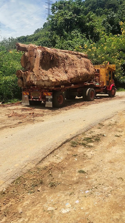 kayu besar bas #wanmatau #abangkoyak #koyakkotaraya #hanggittorey #basyahkepala  #adeterimake