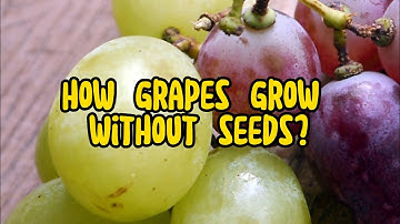 How do you grow seedless grapes without seeds? Unveiling the Secrets