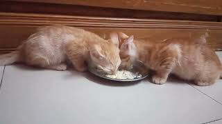 Kittens eating like human | Hungry kittens eating | Kittens dinner time
