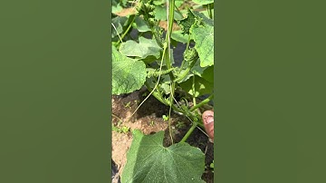 Chua sẻ bệnh khảm lá trên cây dưa leo #ahyfarm #dualeo #nongnghiep