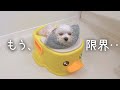 初めてアヒル風呂に入ったマルチーズがこうなっちゃいました