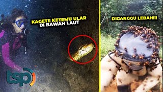 Bertemu Anaconda, Inilah Momen Ekstrim Manusia Menaklukan Hewan yang Mengerikan