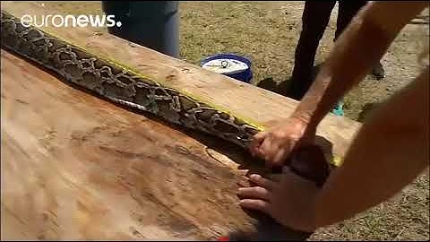 Florida snake hunters snare massive python