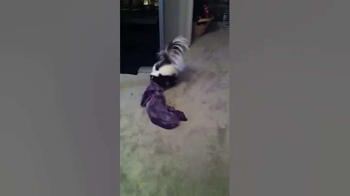 My pet skunk Lucy being silly and stealing clothes