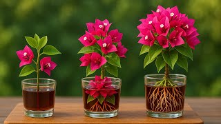 Just 1 Cup! Bougainvillea branches take root and bloom 5 times faster than usual.