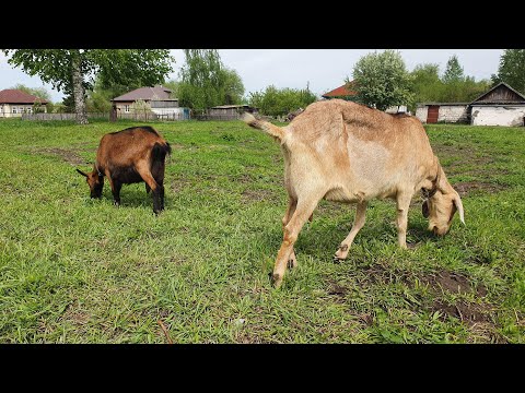 Видео: Купил четвертую дойную козу