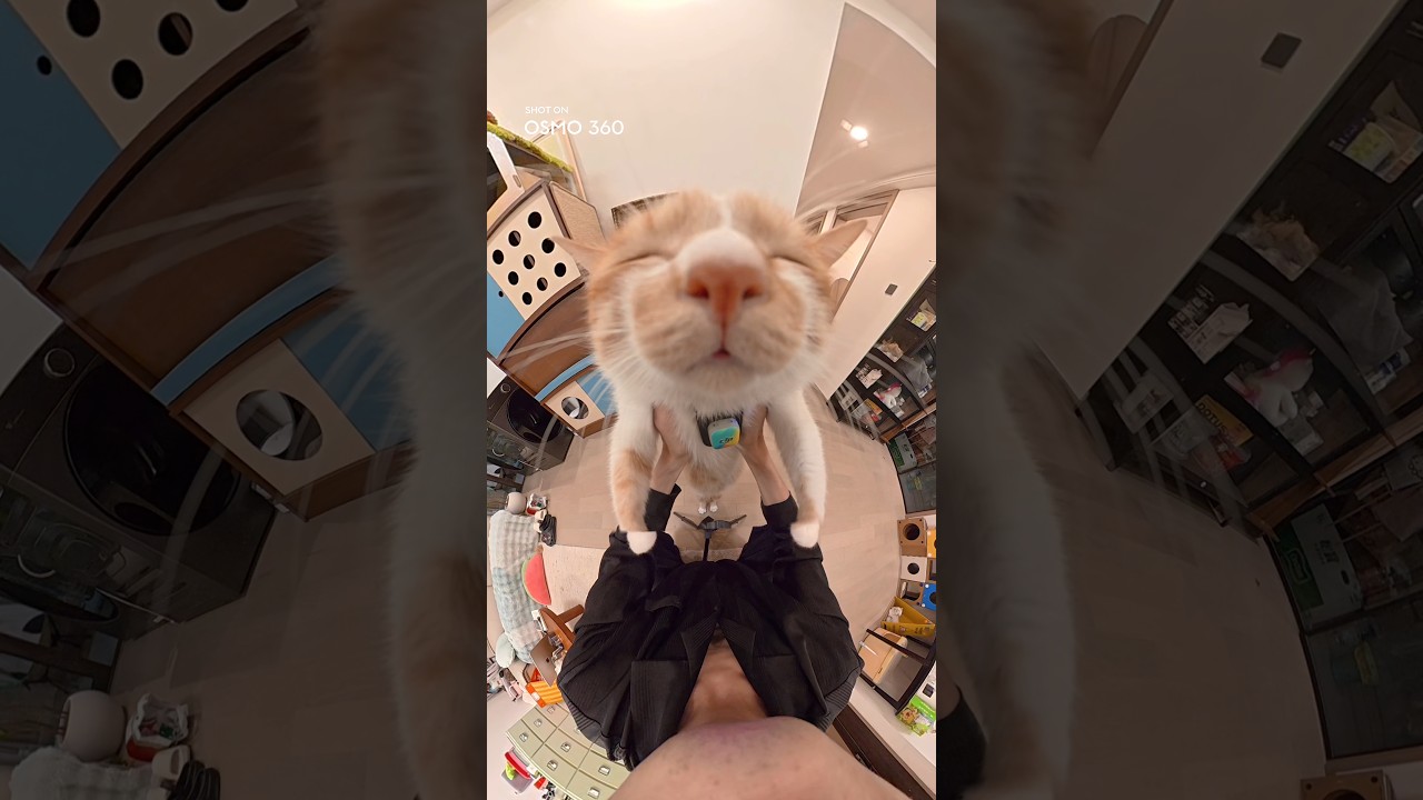 この「にゃー」、何回でも聞けるんだけど…🐱🎧 - YouTube