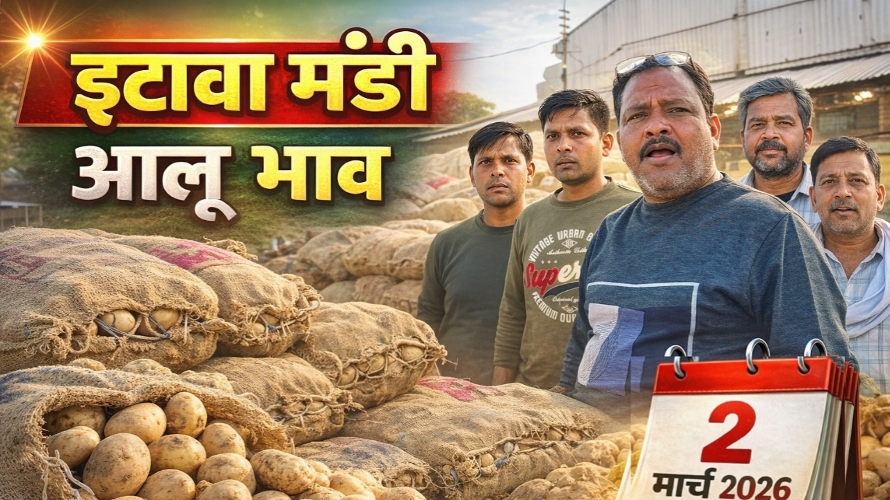 इटावा मंडी आलू भाव 2 मार्च 2026 🥔 आज के ताज़ा रेट | किसानों के लिए बड़ी अपडेट!