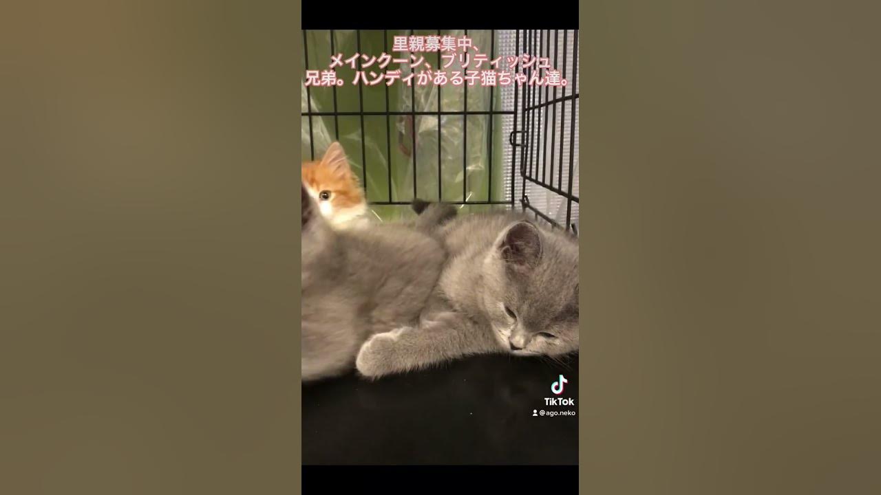 里親募集中子猫ちゃん達 メインクーン ブリティッシュショートヘア子猫ちゃん兄弟 Youtube
