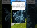 Bee venom destroys breast cancer cells in under an hour. Science is turning to nature for healing.