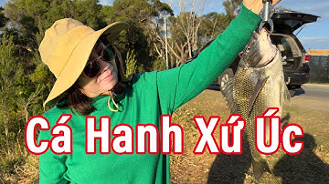 Câu Cá Hanh Xứ Kangaroo 🇦🇺 – Và Thành Quả