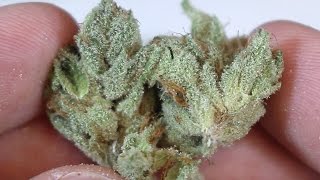 "Ghost OG" - (Strain Review)