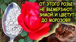 видео: Одна столовая ложка под куст и РОЗЫ не вымерзают зимой. Розы выращивание и уход осенью. Розы осенью. картинка: Одна столовая ложка под куст и РОЗЫ не вымерзают зимой. Розы выращивание и уход осенью. Розы осенью.