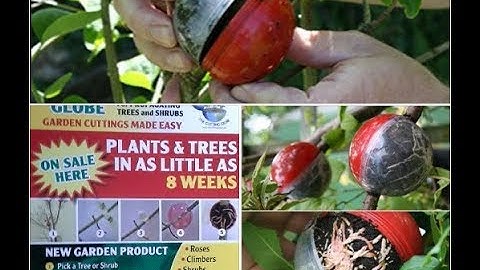 air layering hollies p1 with cuttingglobes