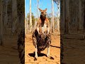 😱 Shocking Agony! Unbelievable Kangaroo's Ultimate Parasite Scream! #KangarooCGI #InsectHorror #FYP
