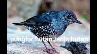 suara anis punglor hutan/anis hutan PANCINGAN BUAT ANIS MERAH macet bunyi