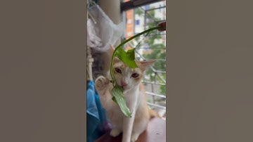 Thumbnail of #music #song #cover #foryou #love #catfunny