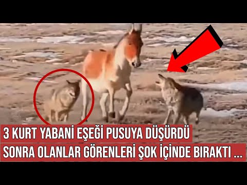 Eşek Kurtlar Tarafından Pusuya Düşürüldü, Sonra Öyle Bir Şey Oldu ki