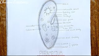 Paramecium Drawing.. How To Draw Paramecium Step By Step.. Paramecium Diagram
