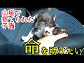 【無数の噛み傷】山奥で捨てられた子猫を緊急保護