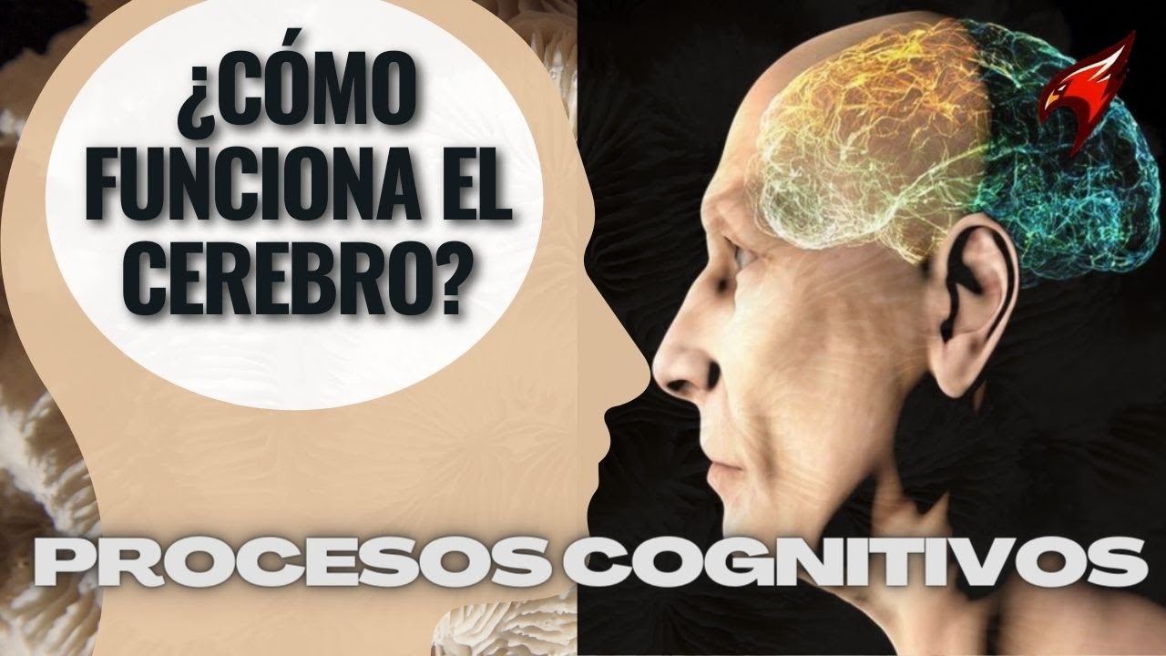 ENTENDIENDO LOS PROCESOS COGNITIVOS