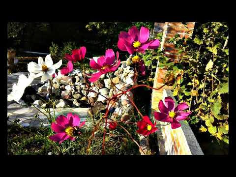 არტ - ვიქენდი უღრან ტყეში