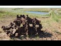 Трудовой коп в полях Татарстана с шикарной концовочкой