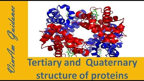 Tertiary and Quaternary Structure of Proteins