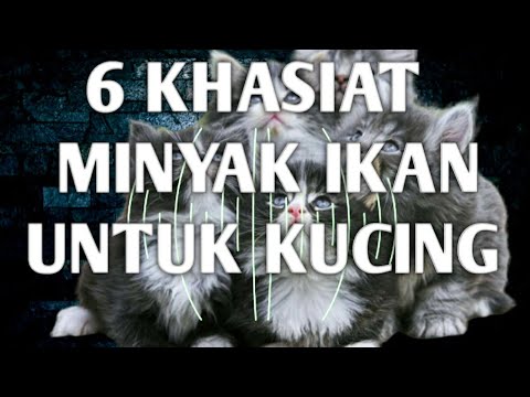 Video: Minyak Ikan Untuk Kucing Dengan Artritis