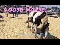 Gypsy Vanner Horse videos,  Horses on the beach at the Jersey  Shore