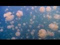 HD Footage of Palau Jellyfish Lake in Micronesia