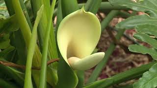 Mystic Philodendron