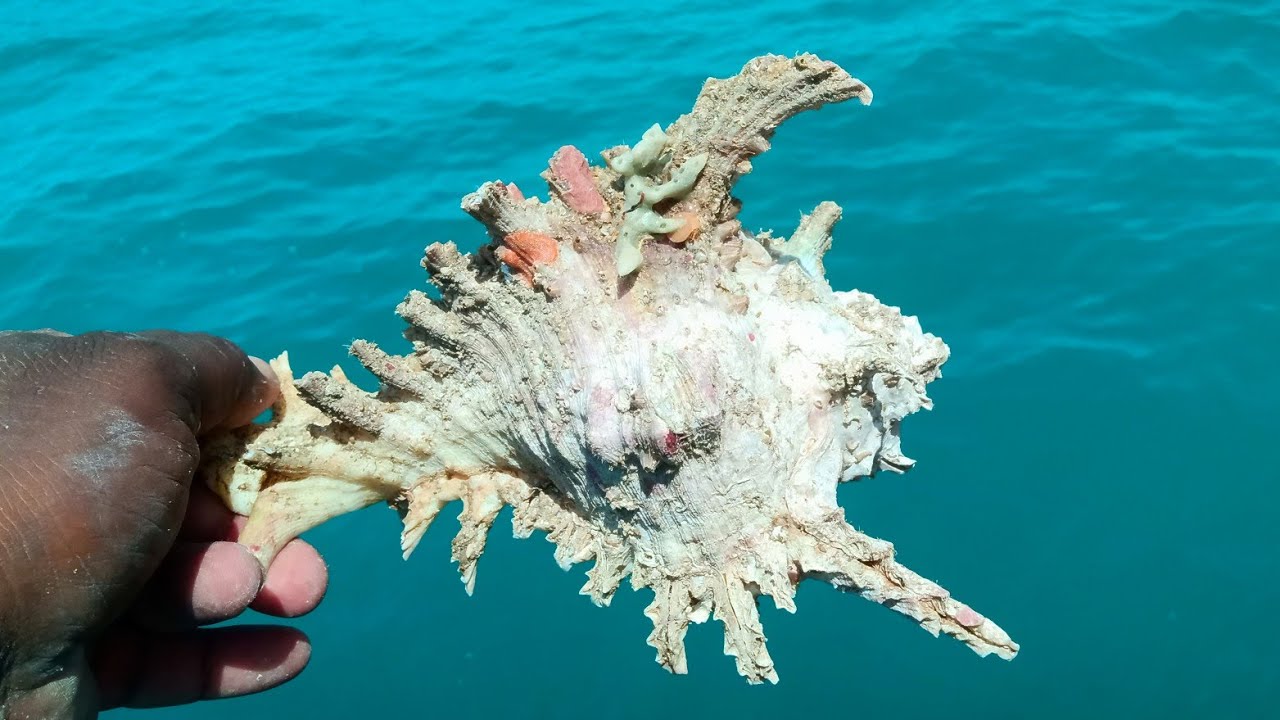 வலம்புரி சங்கு | சங்கு வகைகள் | தண்ணீருக்கு மேல் அதிக நேரம் உயிர் வாழும் மீன் வகைகள்