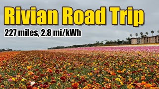 Rivian Road Trip to the Flower Fields in Carlsbad