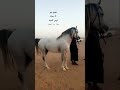 حصان جزيري بيور  خيل الخيل  اكسبلور  سناب فرس الرياض مربط نمر الجزيرة