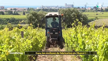 Où est fabriqué le muscat ?