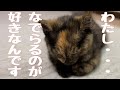 子猫の寝かし付けが簡単すぎた【癒し動画】#さび猫 #かわいい #保護猫 #kitten