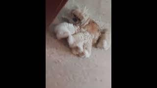 Pekingese Puppies by CutePuppiesVideos 57 views 1 year ago 1 minute, 2 seconds
