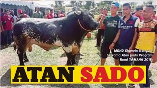 Download Lagu Jumpa video random Pertandingan Lembu Sado 2018 di Manir Terengganu MP3