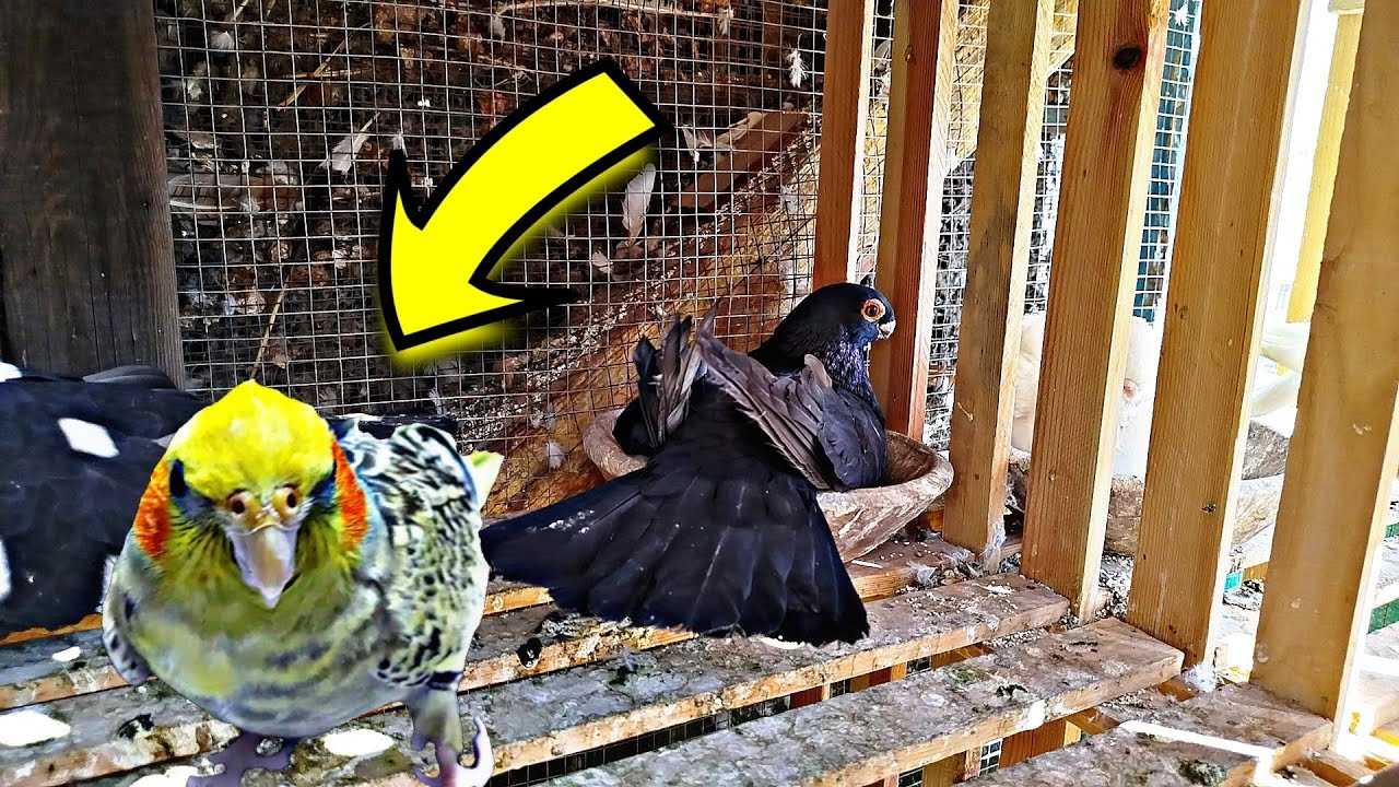 هبيع العصافير 🐦ازرق قطيفه اختفي🤷🏻🤦🏼وايه اللى بيحصل عند الحمام 🤷🏻🤷🏻#pigeon 