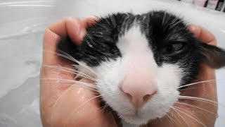 猫が！お風呂で！？ヘッドスパ！！Cat are massaged head in bath. by inthelife 11,435 views 6 years ago 1 minute, 47 seconds