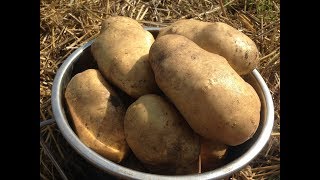 Как вырастить ведро картофеля с куста /Выращивание картофеля под соломой / Собираем урожай 2017