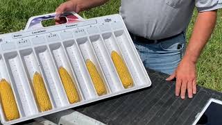 How to Calculate and Estimate Corn Yields