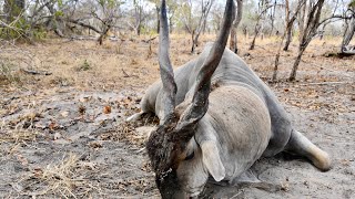 Tanzania Safari in the Selous - Eland Hunt
