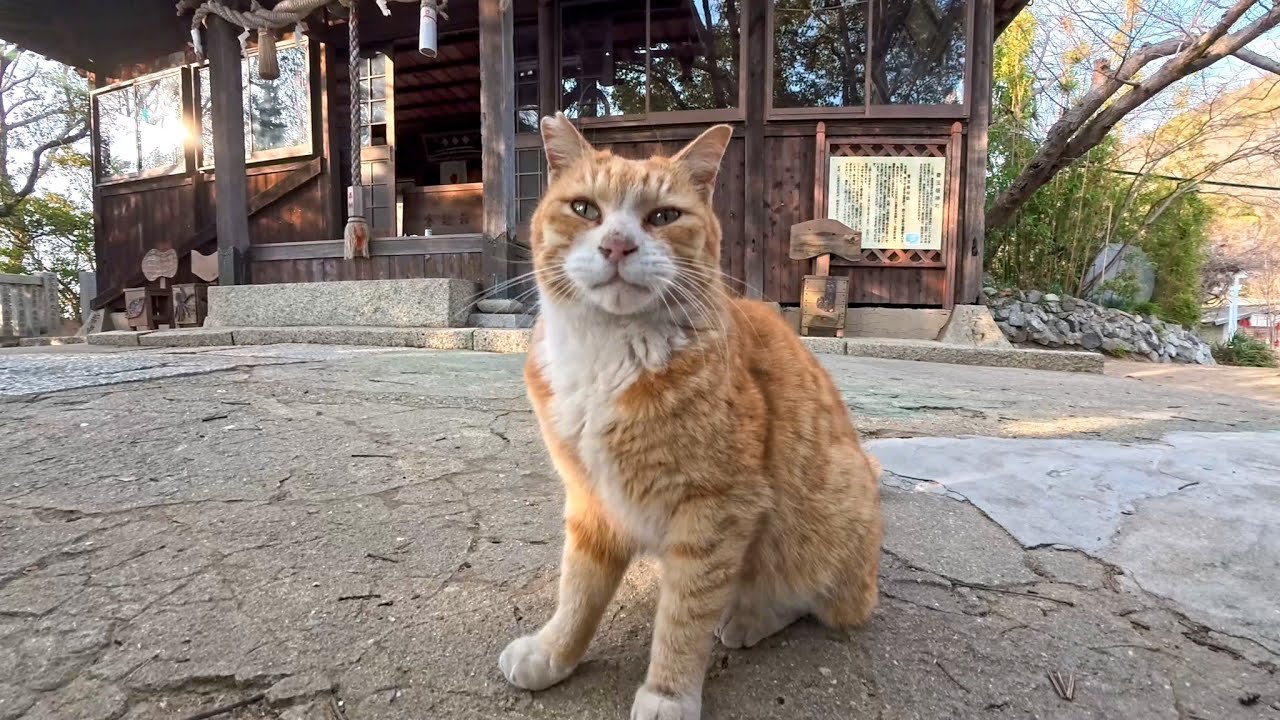 猫島の路地裏で出会った猫「向こうにもっといい撮影スポットがあるニャン!付いてくるニャン!」