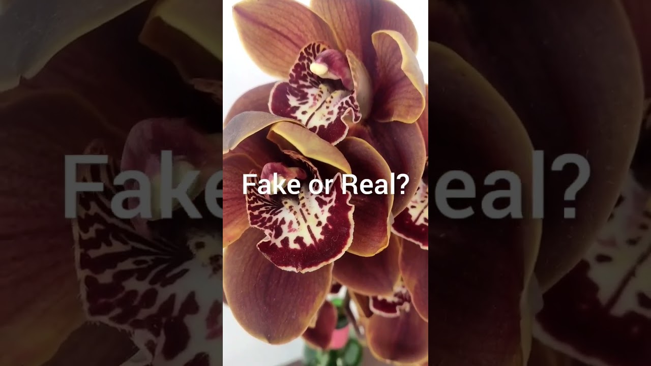 Flowers | adaptable cosmopolitan species| 